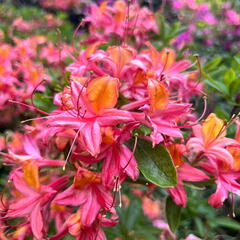 23-06-03 17-04-21 5815